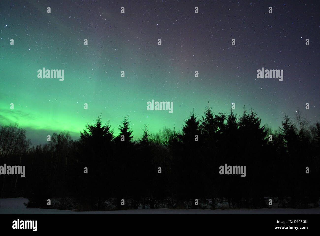 Nordlichter (Aurora Borealis) am Himmel. Europa, Estland Stockfoto