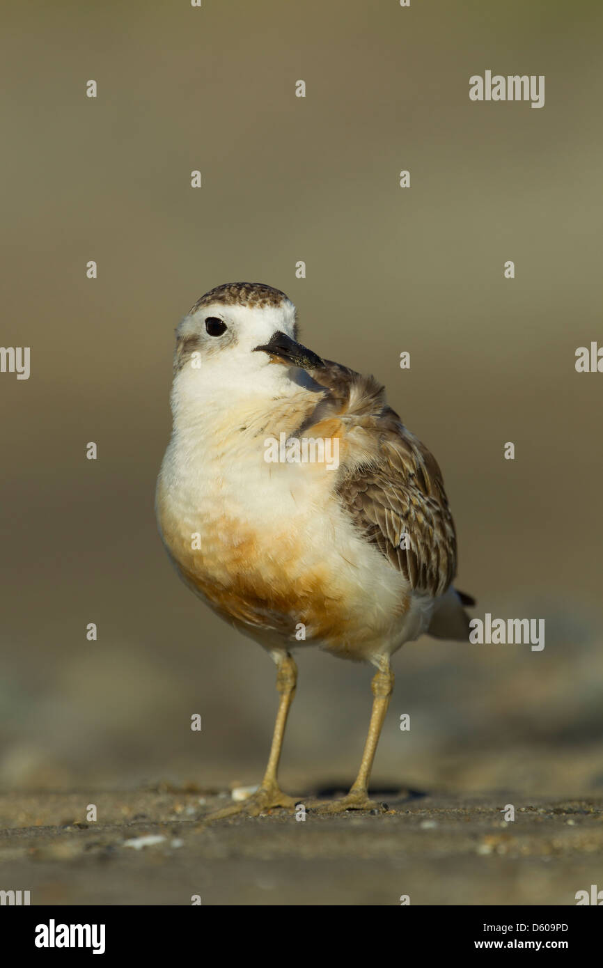 New Zealand Mornell Charadrius Obscurus Aquilonius, Erwachsene, auf Sand, Jackson Bay, Coromandel, Neuseeland im November. Stockfoto