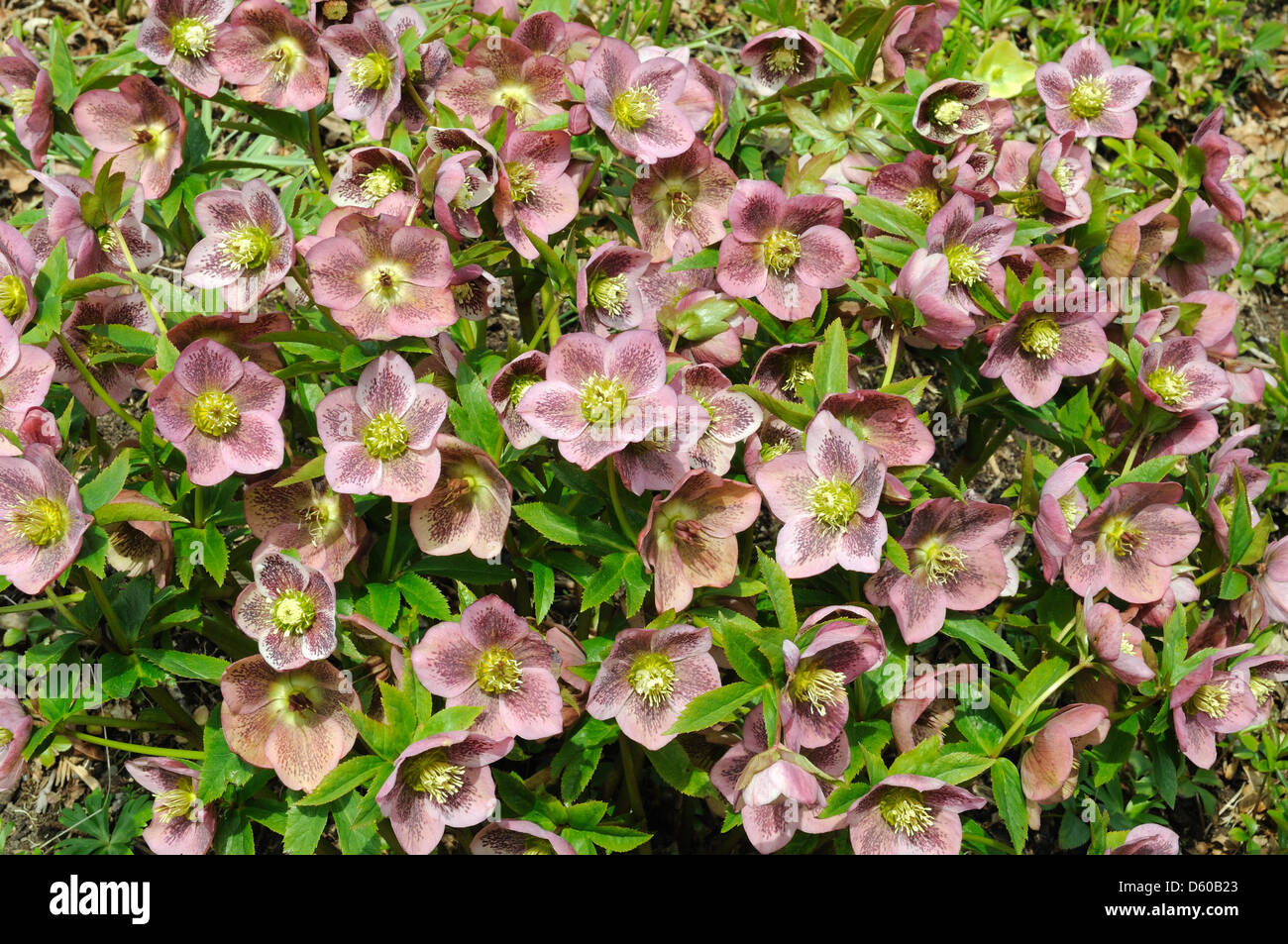 Rosa lila Nieswurz im Frühjahr Stockfoto