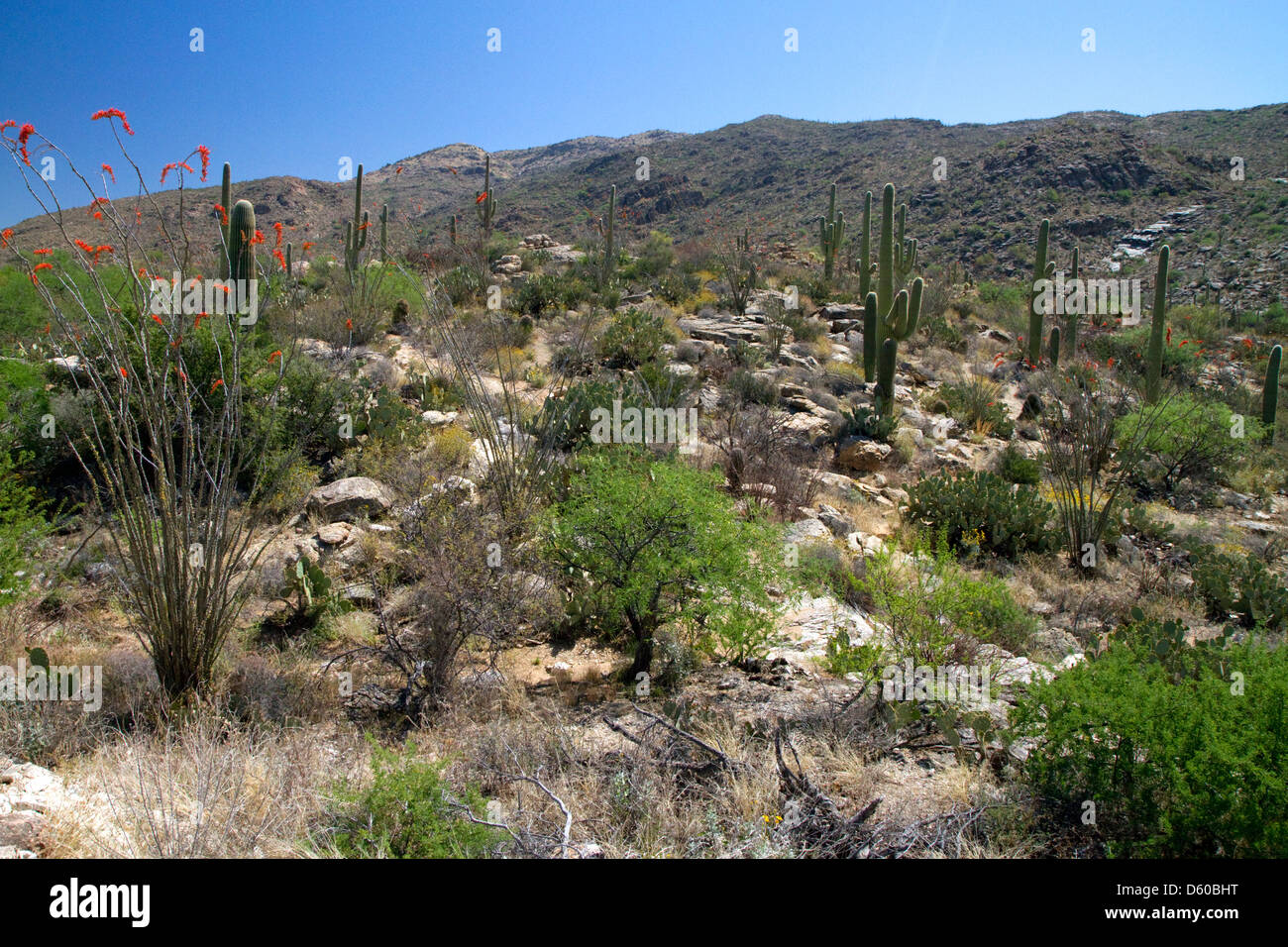 Saguaro-Kaktus im Saguaro National Park befindet sich in Süd-Arizona, USA. Stockfoto