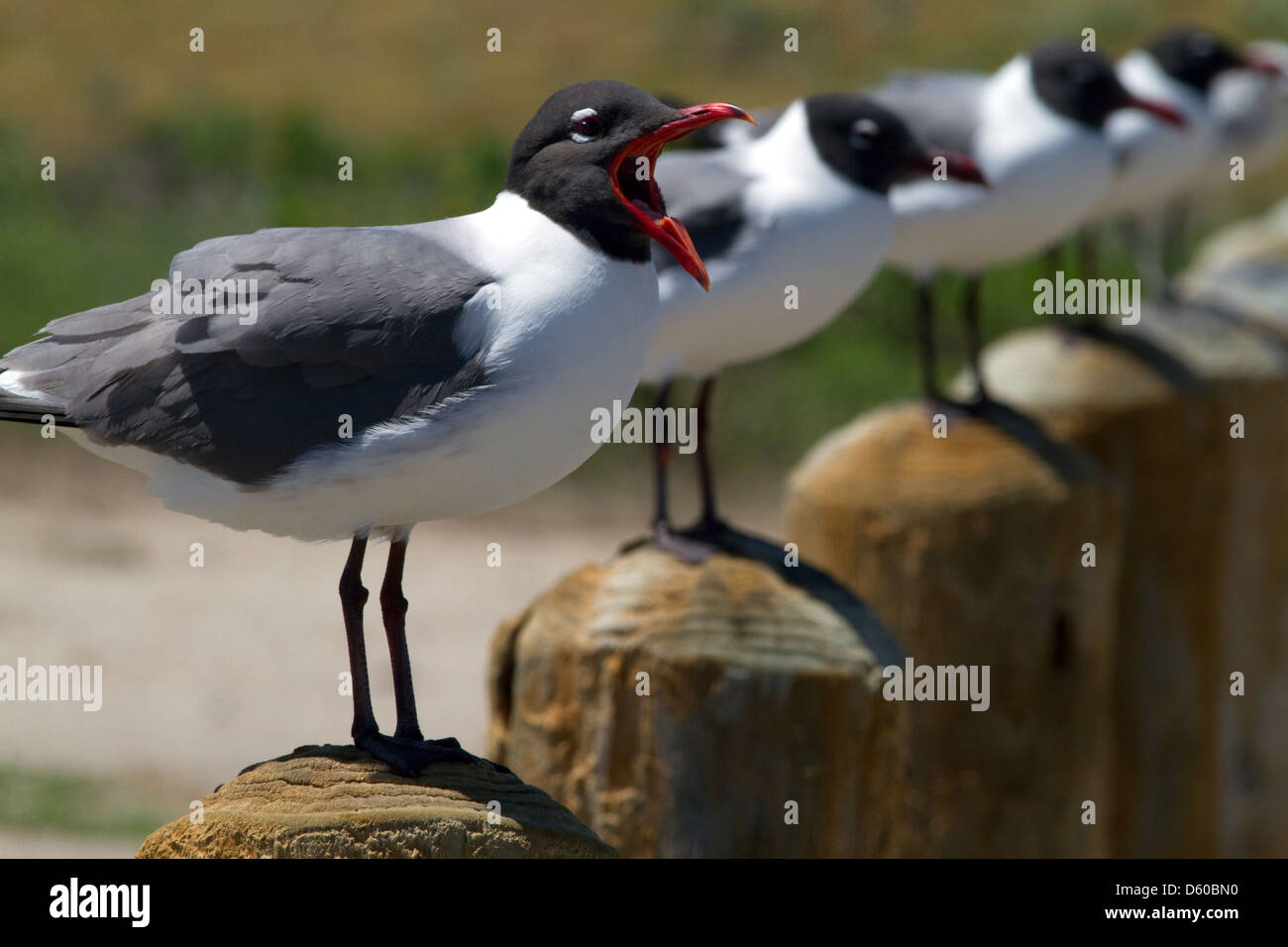 Lachen Möwe über der Bucht von Corpus Christi, Texas, USA. Stockfoto