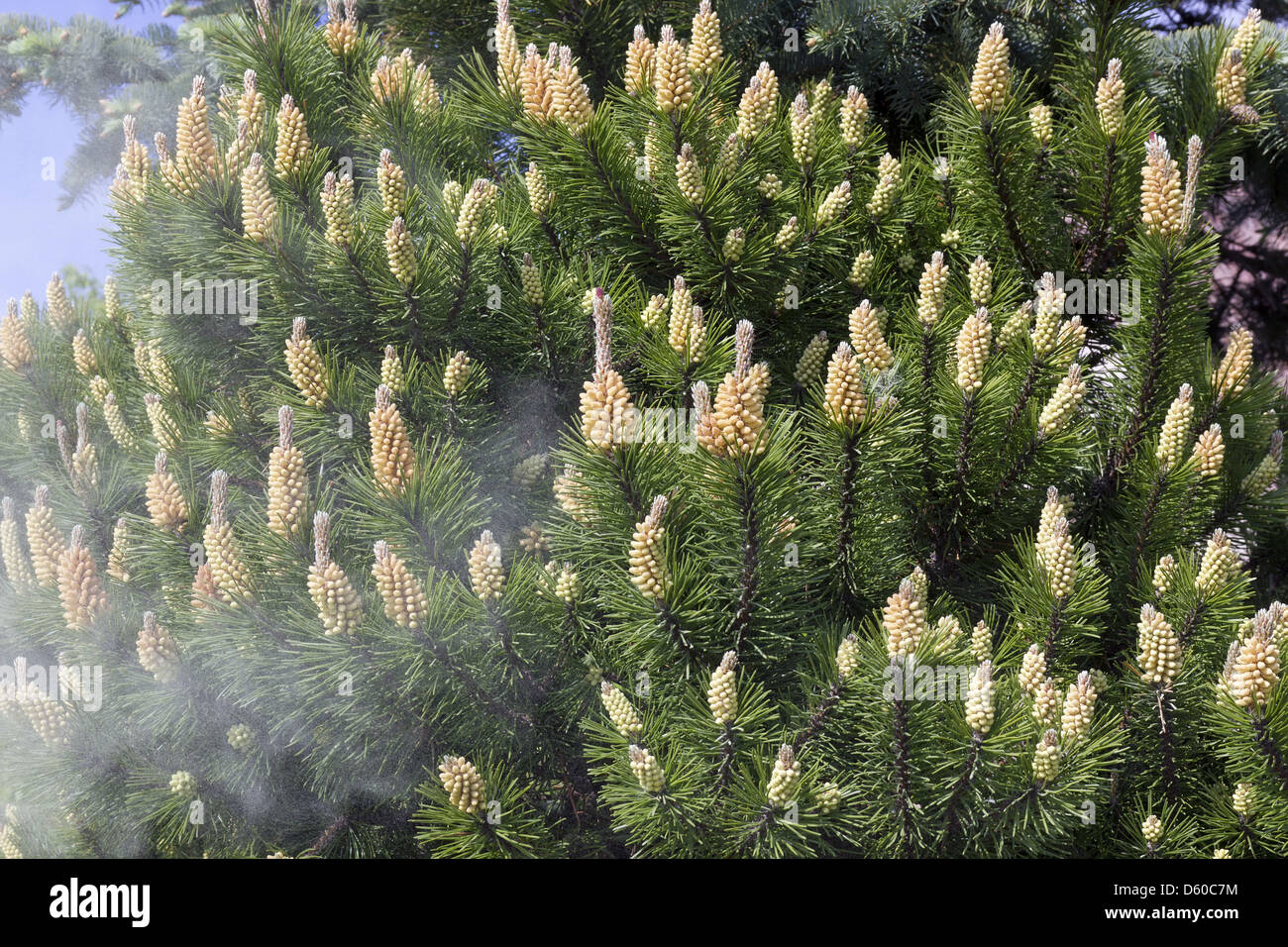 Abbau von Pinien pollen Stockfoto