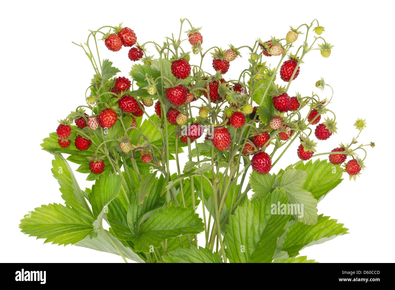 Ideale Erdbeeren isoliert Stockfoto