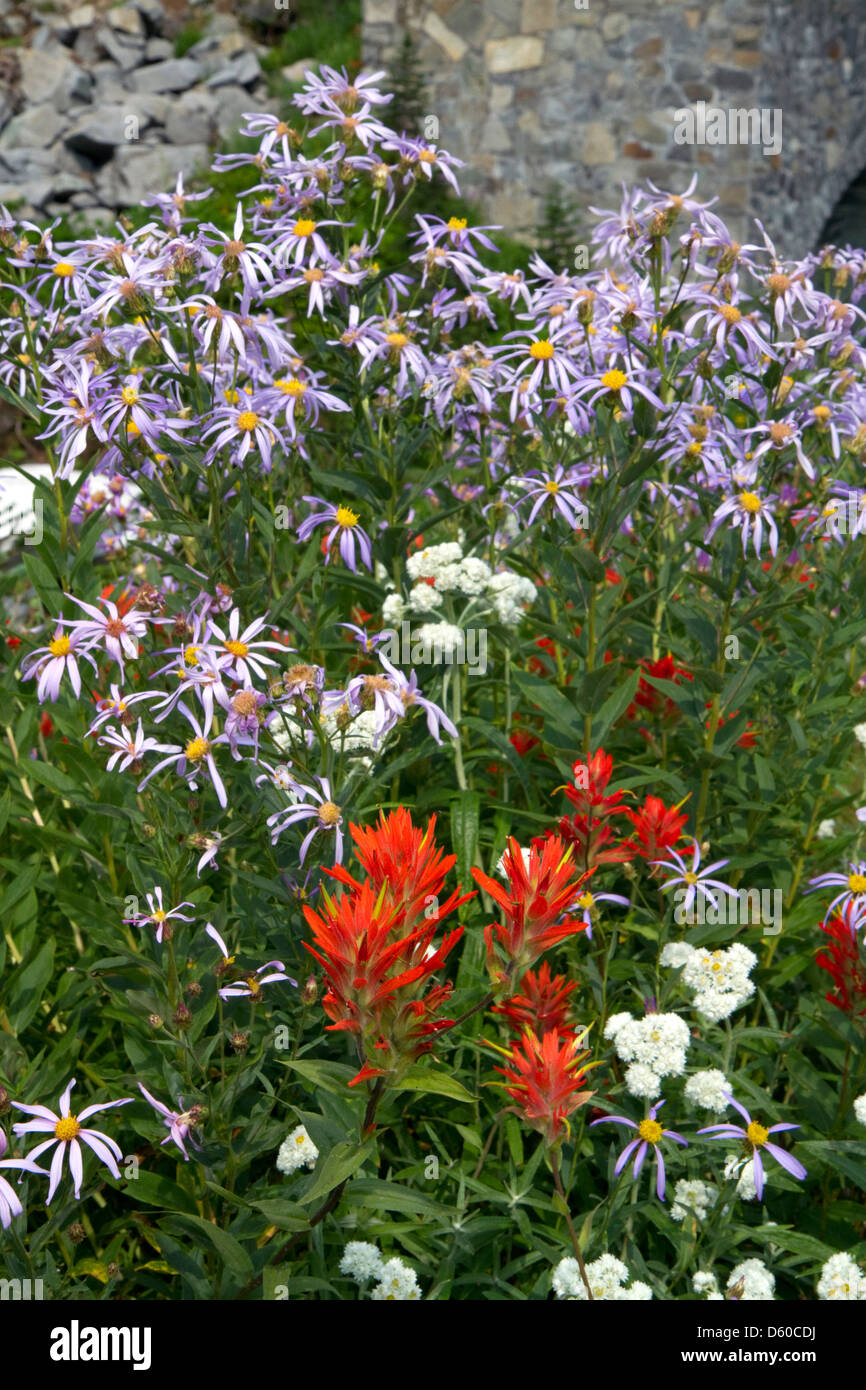 Red Indian Paintbrush und andere wilde Blumen wachsen in Mount Rainier Nationalpark, Washington, USA Stockfoto