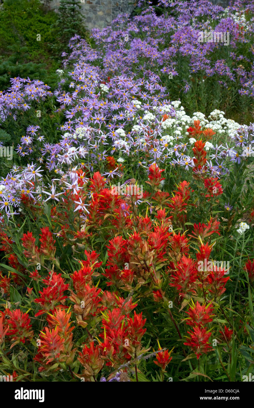 Red Indian Paintbrush und andere wilde Blumen wachsen in Mount Rainier Nationalpark, Washington, USA Stockfoto