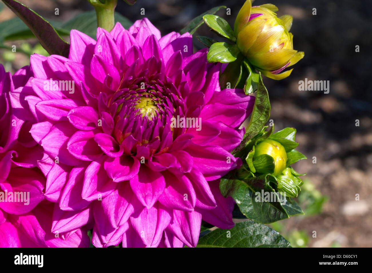 Dahlie Blüte in Boise, Idaho, USA. Stockfoto