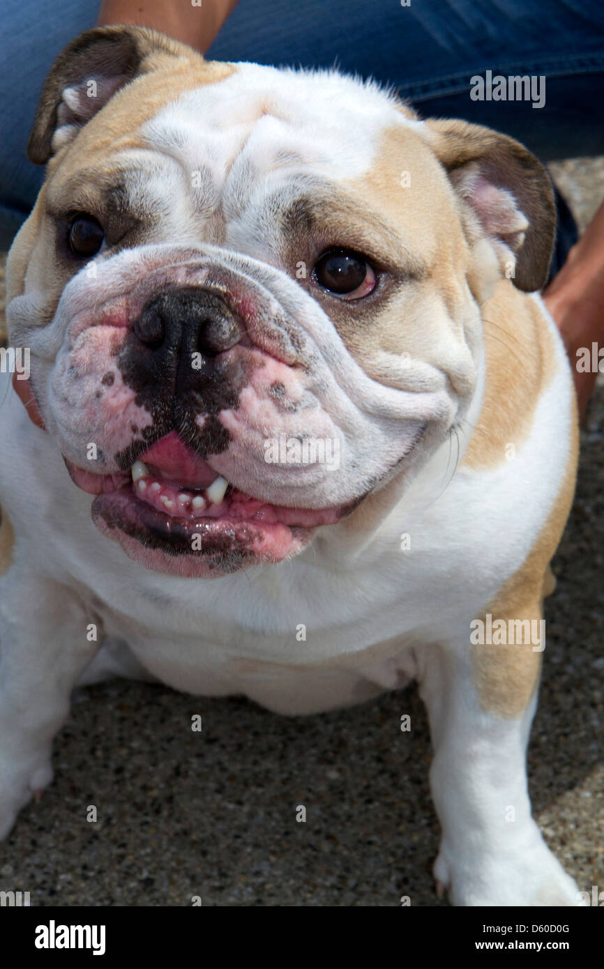Porträt einer englischen Bulldogge. Stockfoto