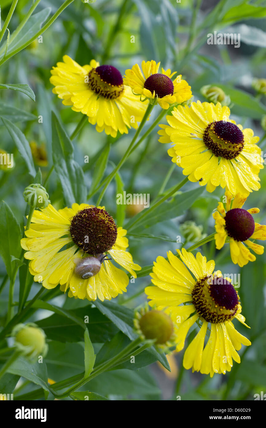 Schneckengarten regen Fotos und Bildmaterial in hoher Auflösung Alamy