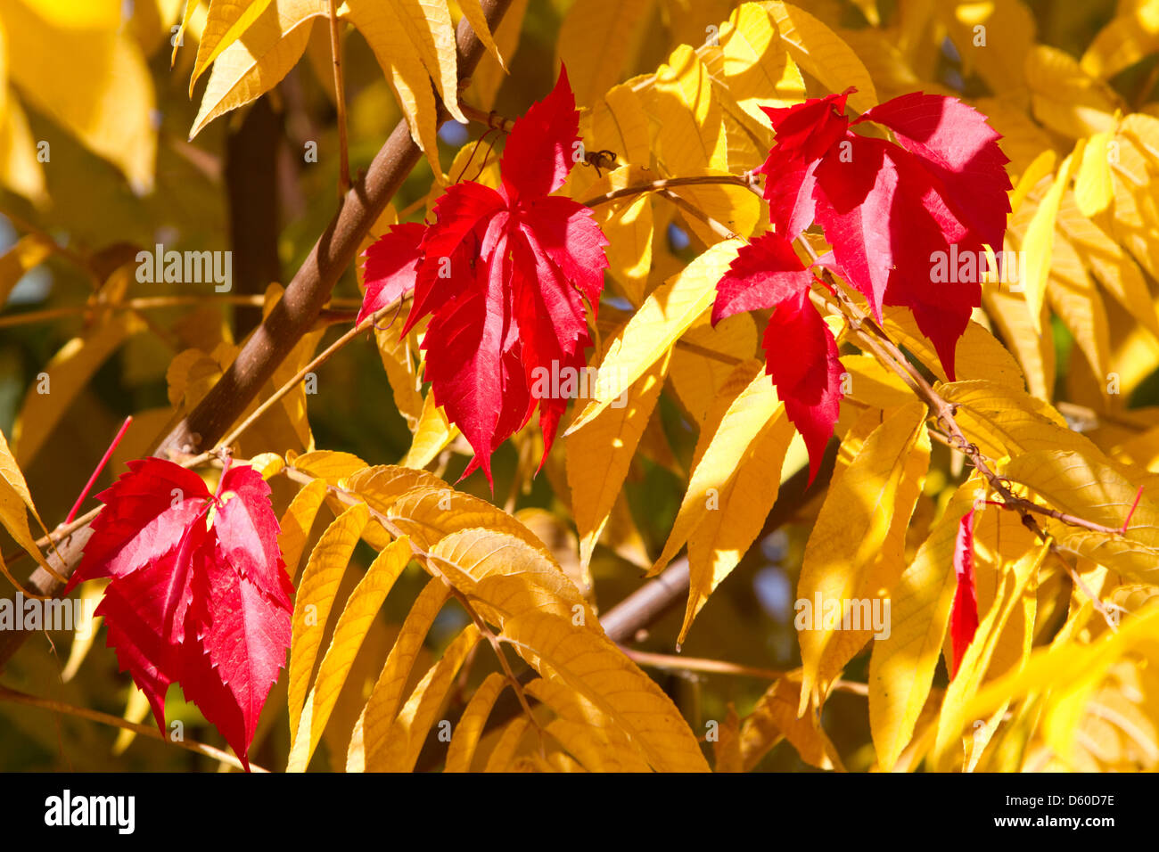 Sumach verlässt Farbwechsel im Herbst, Boise, Idaho, USA. Stockfoto