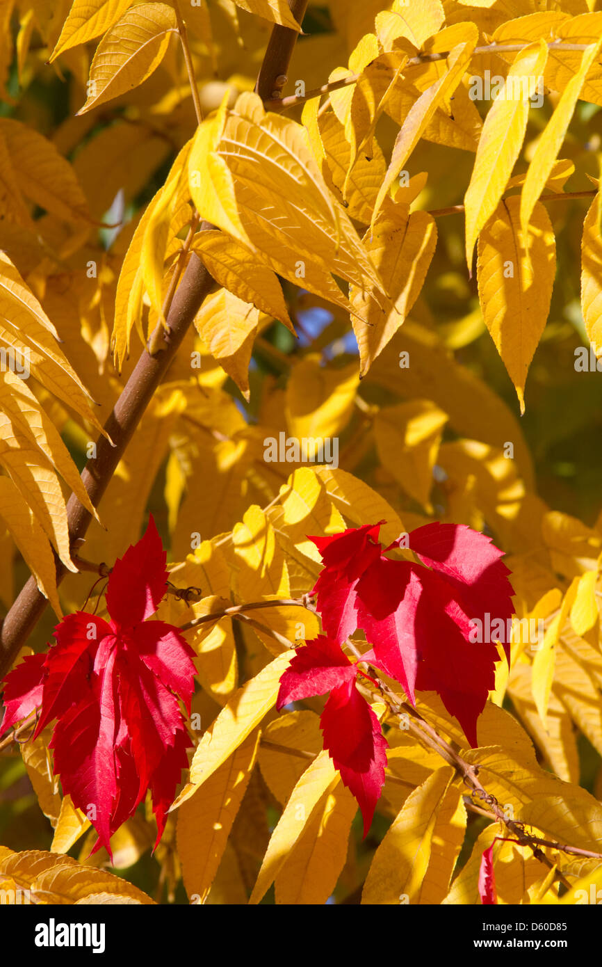Sumach verlässt Farbwechsel im Herbst, Boise, Idaho, USA. Stockfoto