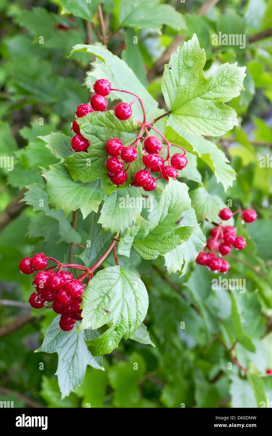 Rote Beeren nach dem Regen Stockfoto