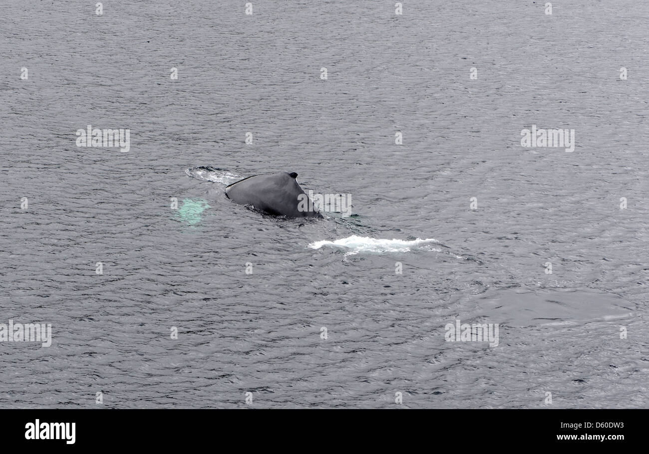 Ein Buckelwal (Impressionen Novaeangliae) beginnt seinen Tauchgang zeigt die typische Hunp Form, von der es seinen Namen erhielt. Stockfoto