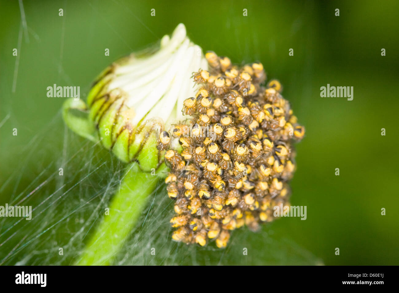 Entstehung von Baby europäischen Garten Jungspinnen auf Shasta Daisy Bud Araneus diadematus Stockfoto