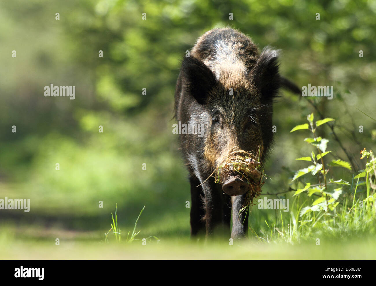 Wildschwein Sow - Forest of Dean - UK fotografierte im Jahr 2012, erfassen ihr während der Nahrungssuche. Stockfoto