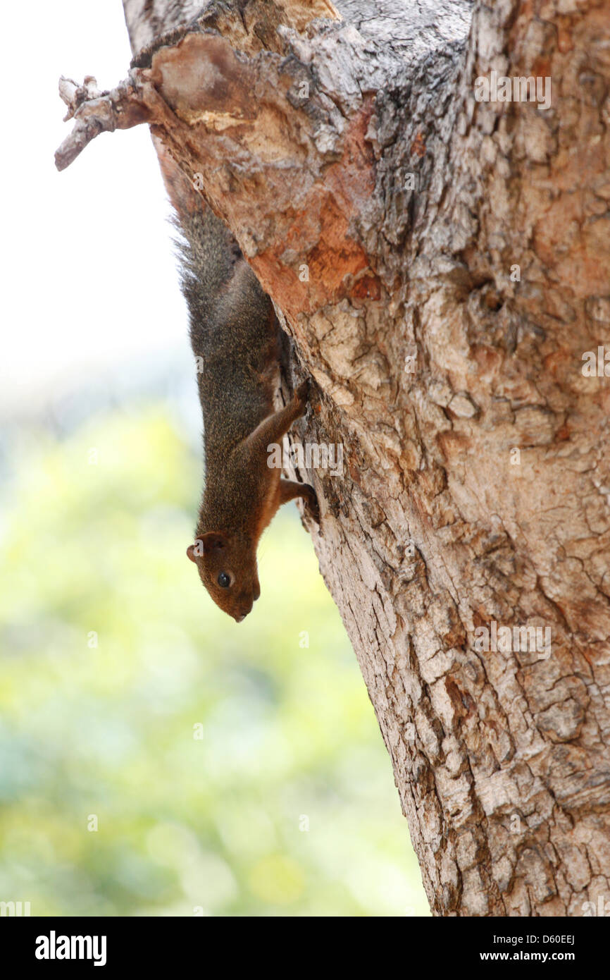 Eichhörnchen im Park, war es Kopf nach unten an einem Baum hängen. Stockfoto
