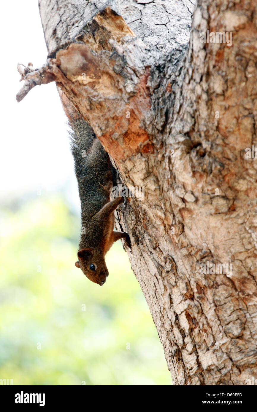Eichhörnchen im Park, war es Kopf nach unten an einem Baum hängen. Stockfoto
