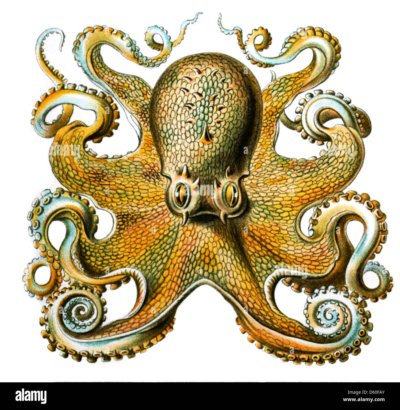 Eine detaillierte Illustration eines Oktopus von Ernst Haeckel, die die komplexe Anatomie und einzigartige Form dieses Meeresbewohner zeigt. Haeckel war bekannt für seine detaillierten wissenschaftlichen Zeichnungen von Organismen. Stockfoto