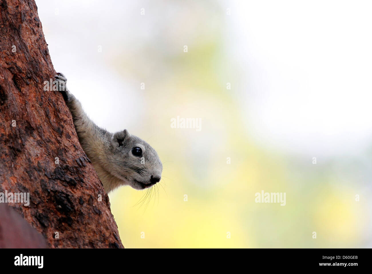 Eichhörnchen im Park, ist das Gesicht gesehen. Stockfoto