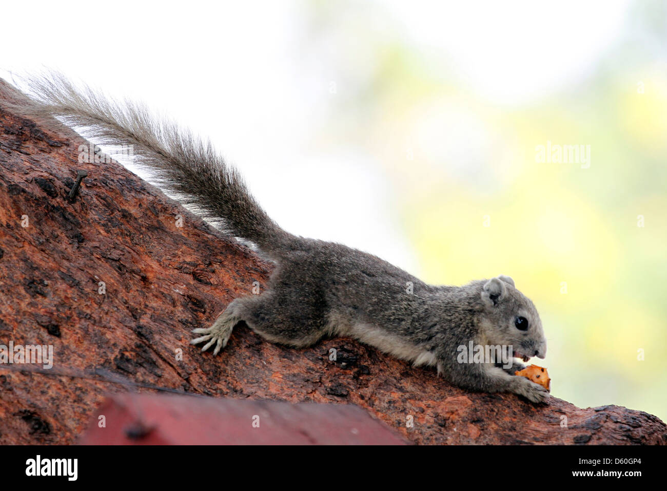Eichhörnchen im Park, sie es Essen. Stockfoto