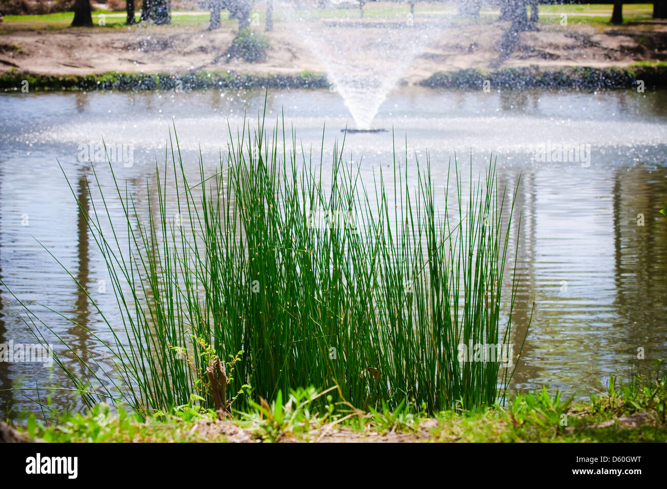 Schön angelegter Teich mit Springbrunnen im Hintergrund. Stockfoto
