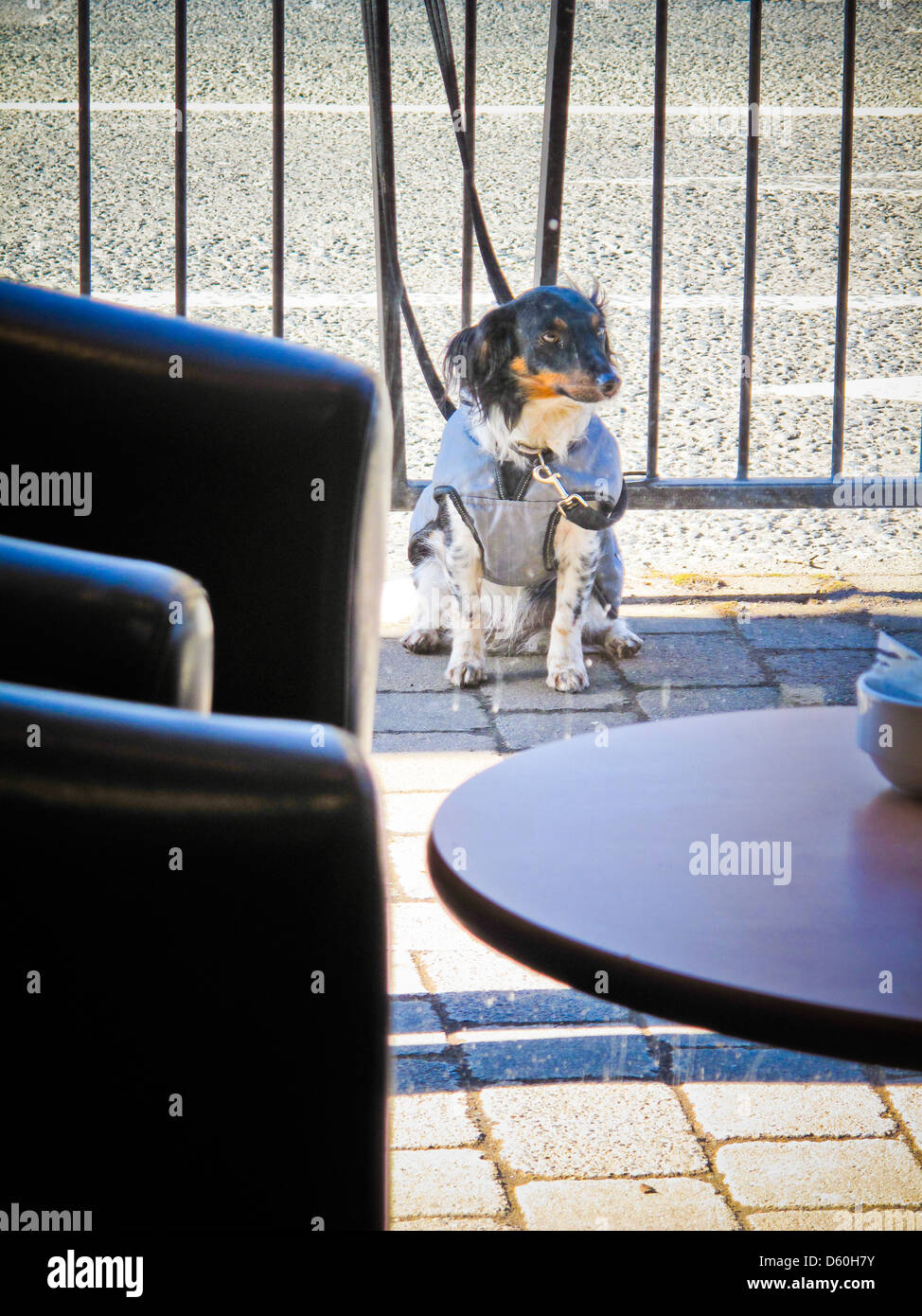 Hund außen Café gefesselt Stockfoto