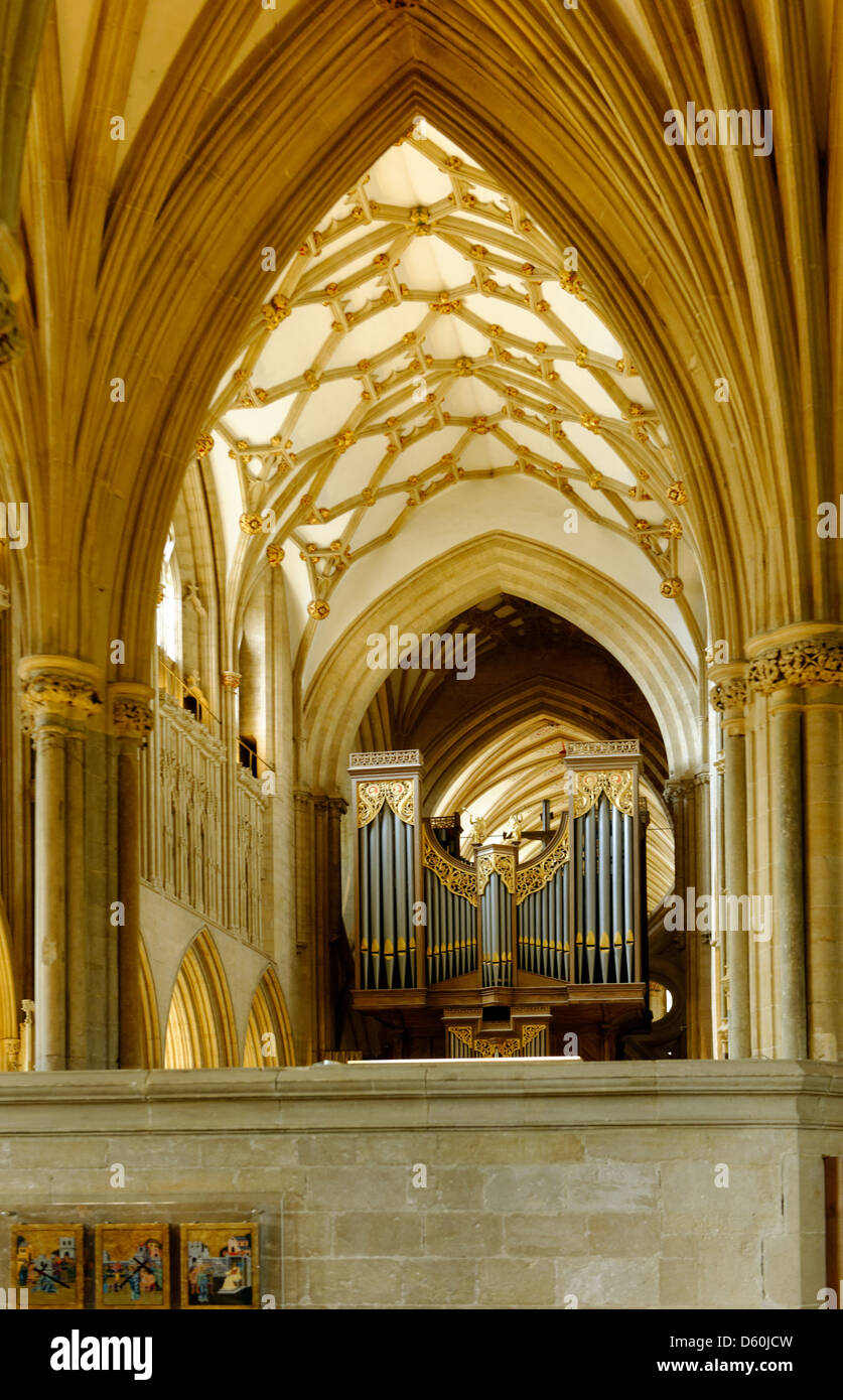 Blick auf Chor (Chor) Decke und die Orgel, Kathedrale von Wells, Somerset, England Stockfoto