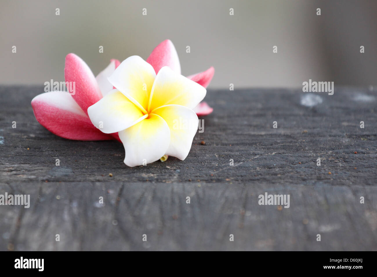 Bild Frangipani (Plumeria) Blume auf dem Baum. Stockfoto