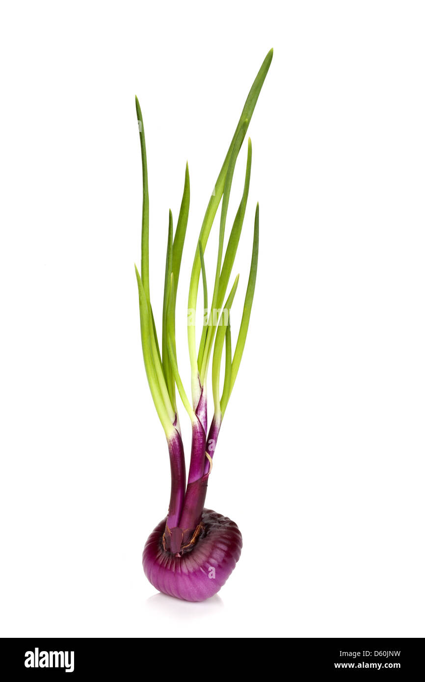 Wachsende Zwiebel Stockfoto