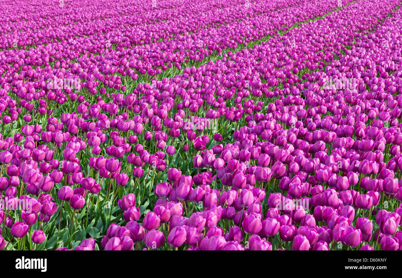 Reihe von Tulpen Stockfoto