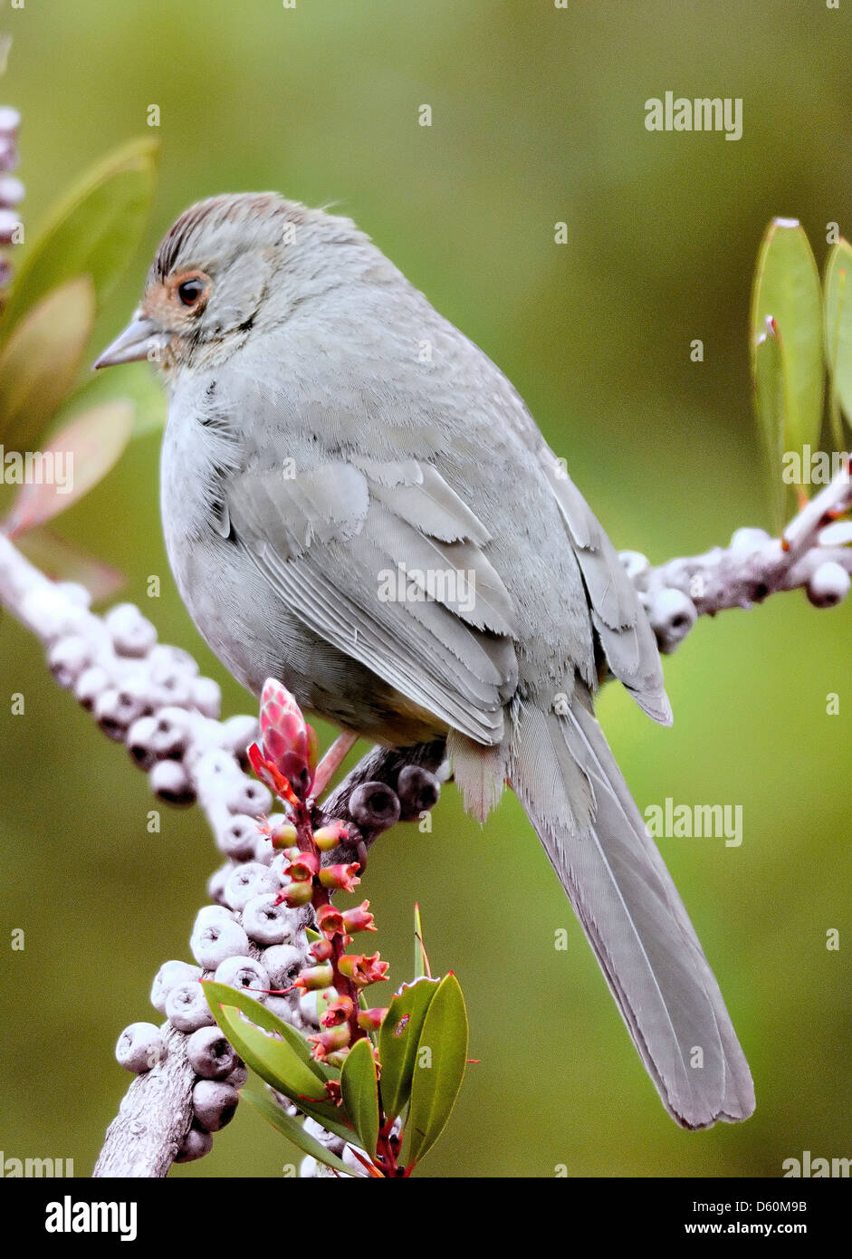 California Towhee thront auf einem beerenbeerenreichen Zweig, weiches bräunlich-graues Gefieder und leuchtende Gesichtsfarben sichtbar. Ein bekannter Vogel im westlichen Hinterhof. Meloz Stockfoto California Towhee thront auf einem beerenbeerenreichen Zweig, weiches bräunlich-graues Gefieder und leuchtende Gesichtsfarben sichtbar. Ein bekannter Vogel im westlichen Hinterhof. Meloz Stockfoto