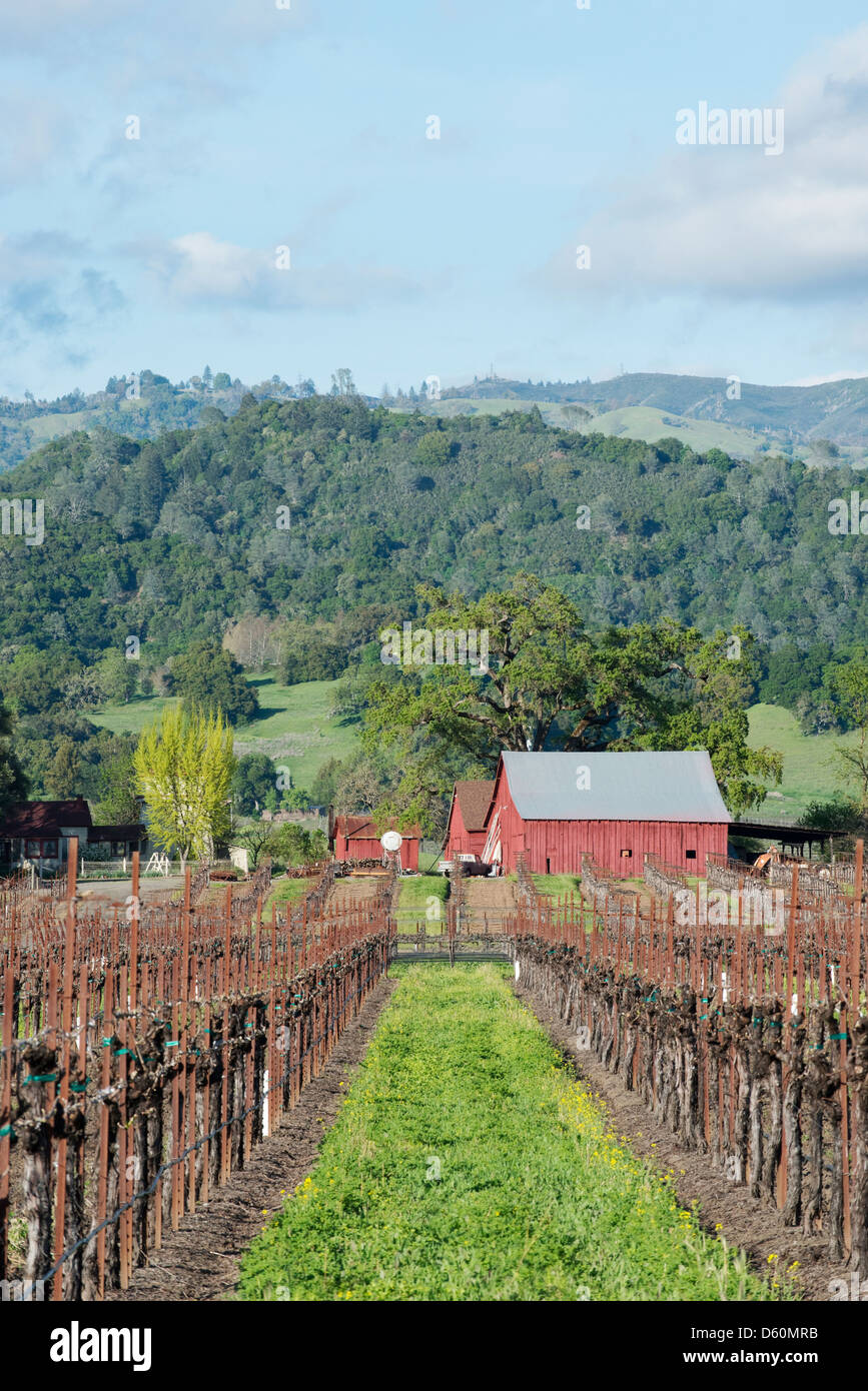 Auf der Suche nach einem Weinberg am mehrere rote Scheunen in der Appellation Alexander Valley von Sonoma Wine Country in der Nähe von Healdsburg, CA. Stockfoto