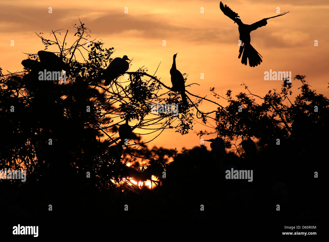 Der Venice Florida Heron Heronry Rookery Verschachtelung Vogelinsel Stockfoto