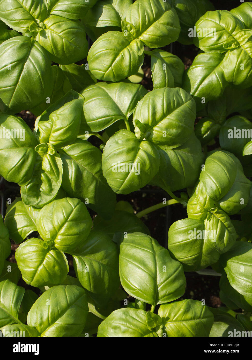 Basilikumpflanzen auf einem freien Markt Stockfoto