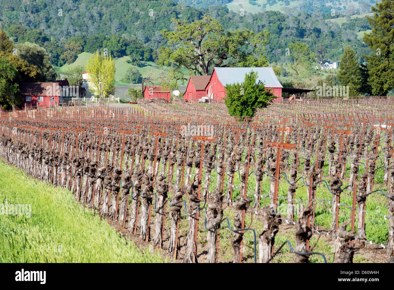 Auf der Suche nach einem Weinberg am mehrere rote Scheunen in der Appellation Alexander Valley von Sonoma Wine Country in der Nähe von Healdsburg, CA. Stockfoto