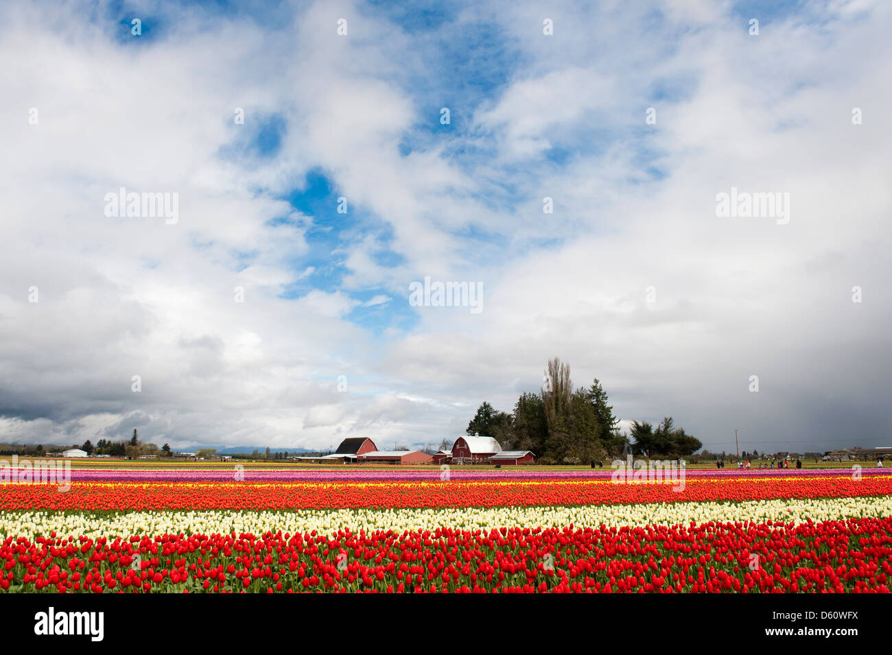 Eine bunte Tulpe Farm im Skagit Tal der westlichen Bundesstaat Washington mit einer malerischen Scheune im Hintergrund. Frühling! Stockfoto