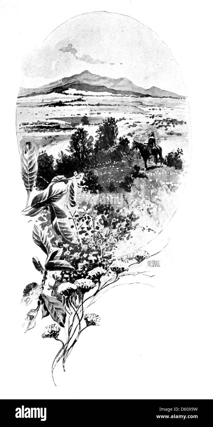 Eine Vintage-Illustration aus *A California Idyl* (1899), die einen Reiter in einer ruhigen kalifornischen Landschaft zeigt. Dieses Bild fängt die idyllische und friedliche Natur der kalifornischen Landschaft während des späten 19. Jahrhunderts ein. Stockfoto