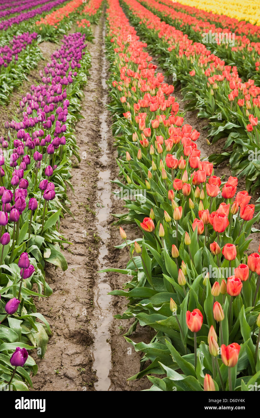 Ein sicheres Zeichen des Frühlings ist die Entstehung der bunten Tulpen im Skagit Valley of western Washington State, USA. Stockfoto