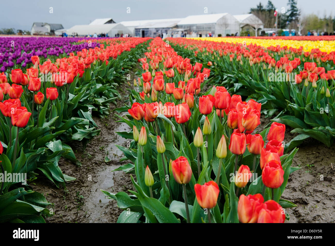Eine bunte Tulpe-Farm im Skagit Valley, des westlichen Staates Washington, während das Tulip Festival lockt jedes Jahr Tausende. Stockfoto