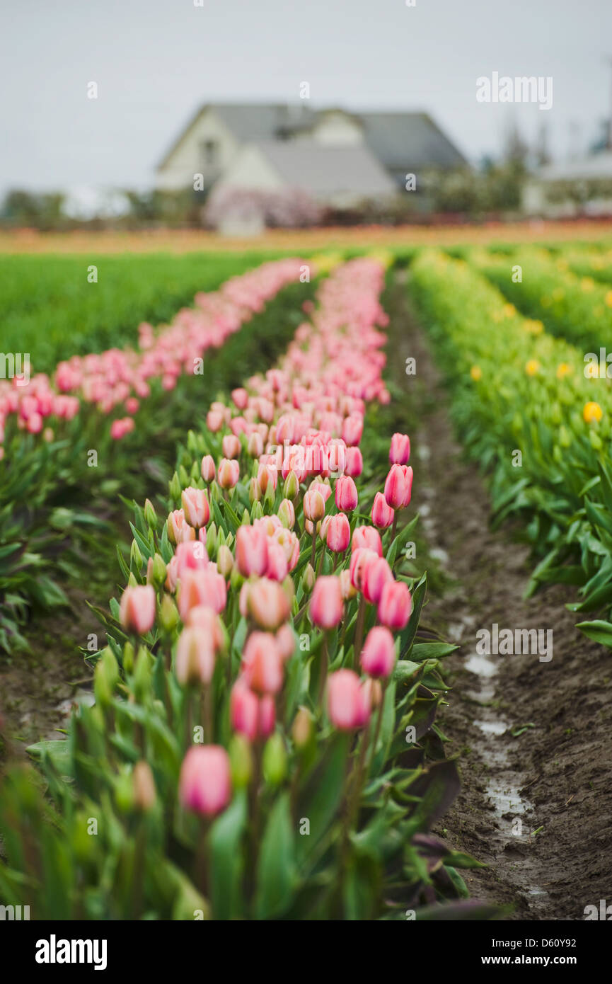 Eine bunte Tulpe-Farm im Skagit Valley, des westlichen Staates Washington, während das Tulip Festival lockt jedes Jahr Tausende. Stockfoto