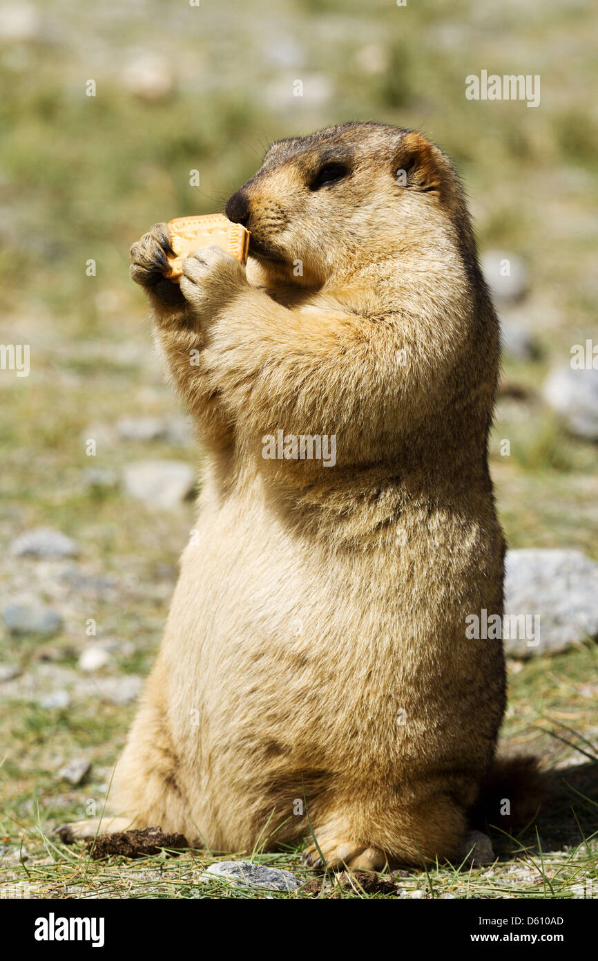 Lustige Murmeltier Mit Bisquit Auf Der Wiese Ladakh Indien Stockfotografie Alamy