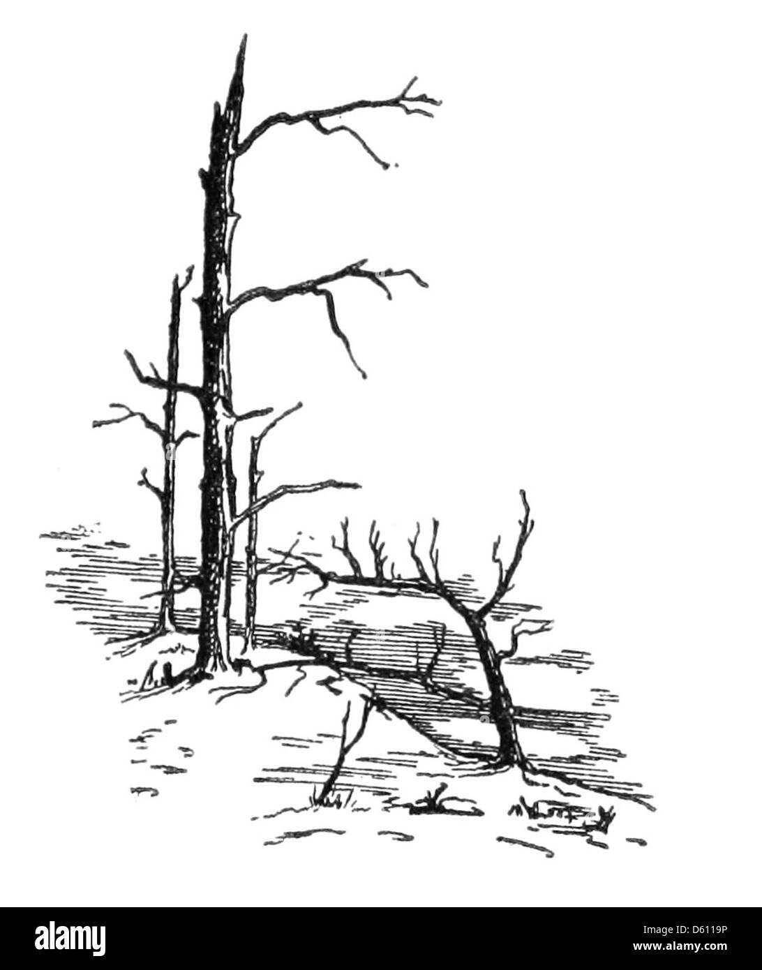 Eine Fotografie oder Illustration aus dem Jahr 1912 mit dem Titel „A Legend of the Sand Dunes“, die die natürliche Landschaft von Cape Henry, Virginia, mit Schwerpunkt auf dem verstreuten toten Wald und den malerischen Dünen darstellt. Stockfoto