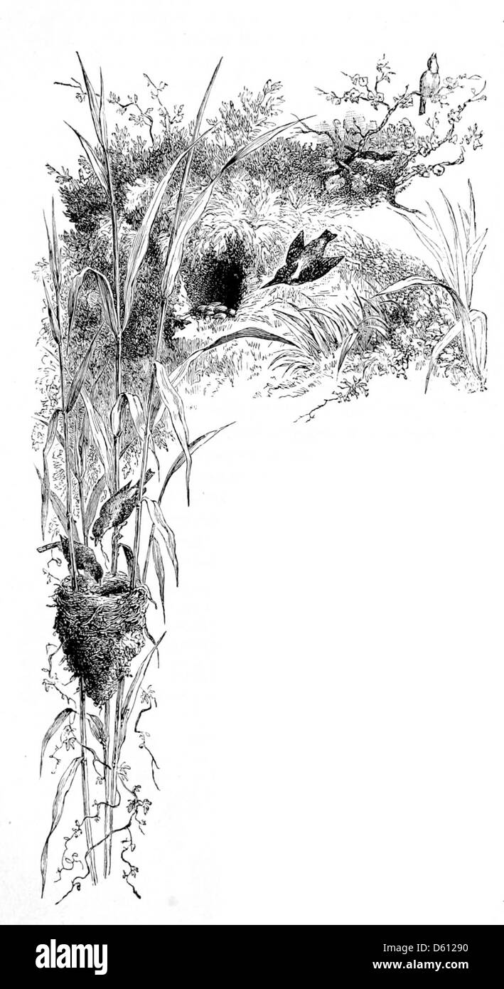 Dieser 1878 Reiseführer zu den Sommerresorts in Minnesota enthält Informationen über die Vogelwelt der Region, mit einem Schwerpunkt auf den Eiern und Nestern der Vögel, und hebt die natürliche Schönheit der Ferienorte hervor. Stockfoto