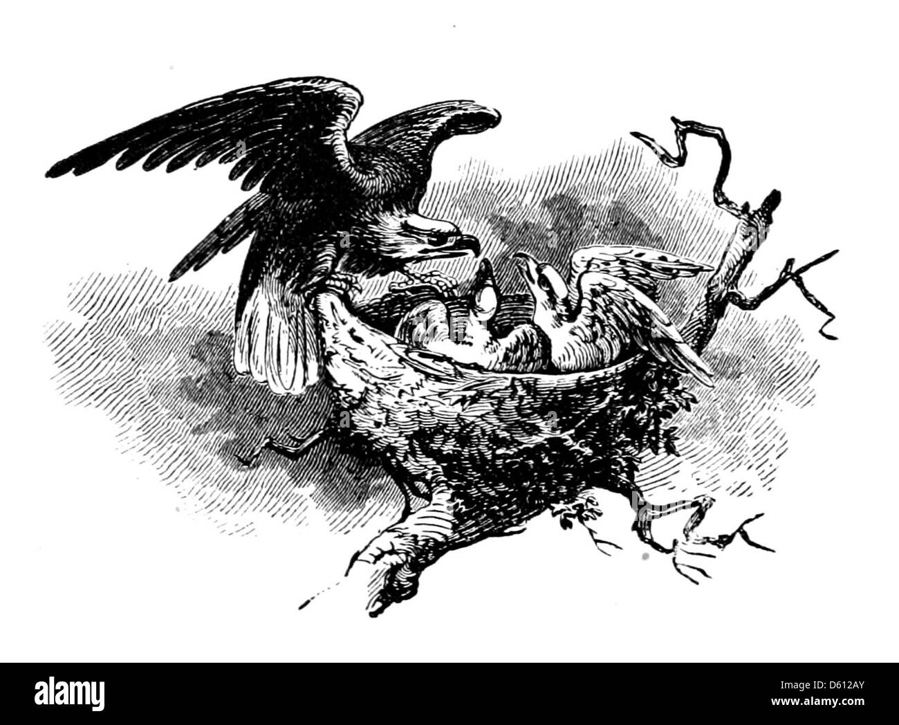 Ein 1881er-Reiseführer für Marblehead mit einer Illustration eines Weißkopfadlers. Der Reiseleiter konzentriert sich wahrscheinlich auf die Geschichte, die Wahrzeichen und die natürliche Schönheit der Gegend, wobei der Weißkopfseeadler den amerikanischen Patriotismus und die Natur symbolisiert. Stockfoto