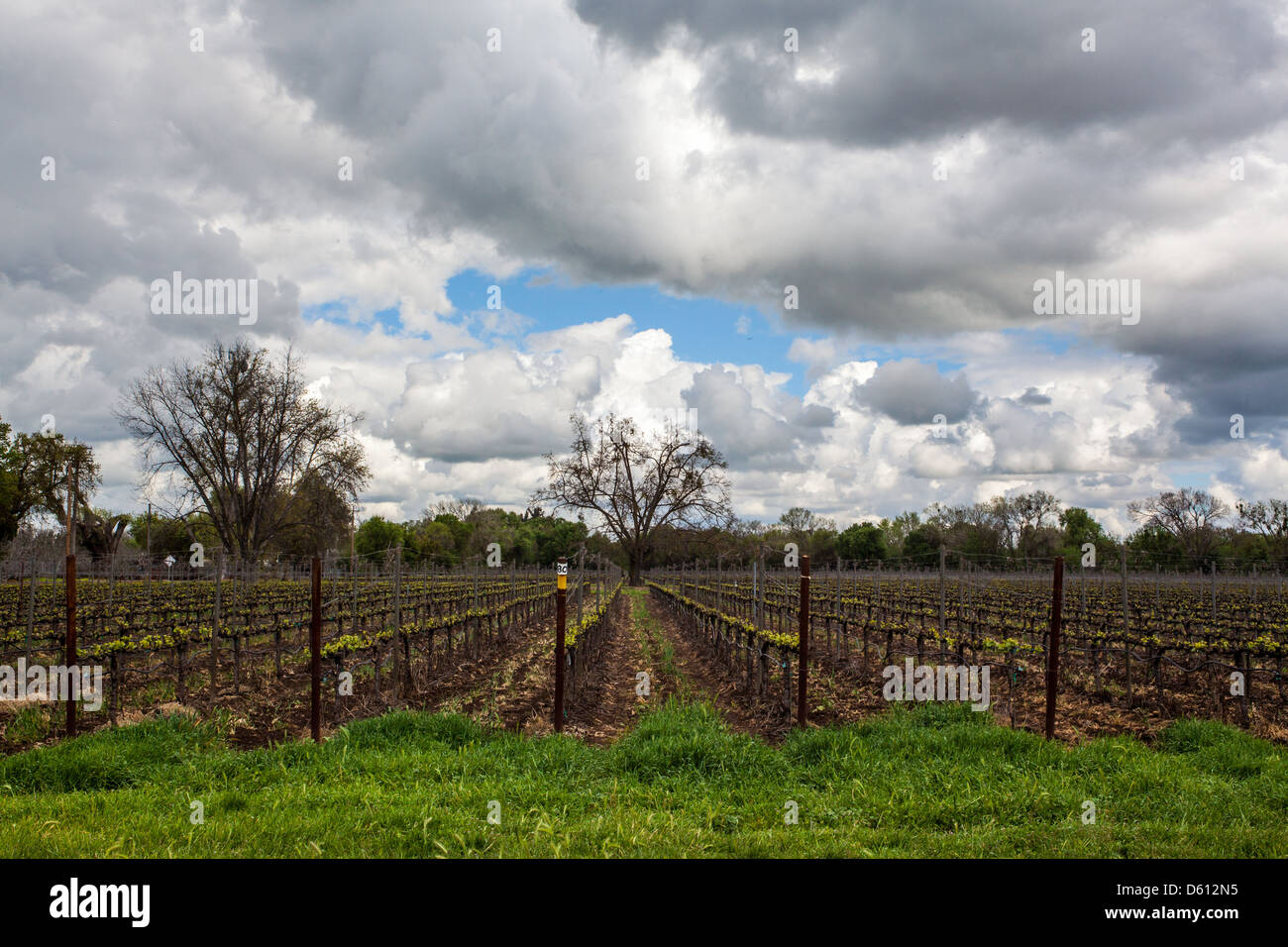 Weinreben sprießen unter einer Wolke beladen Himmel im Central Valley von Kalifornien in die Lodi Weinland Stockfoto