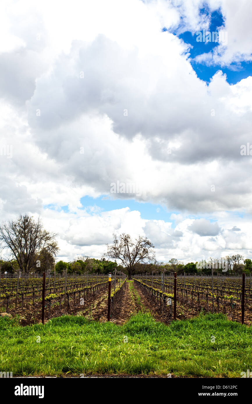 Weinreben sprießen unter einer Wolke beladen Himmel im Central Valley von Kalifornien in die Lodi Weinland Stockfoto