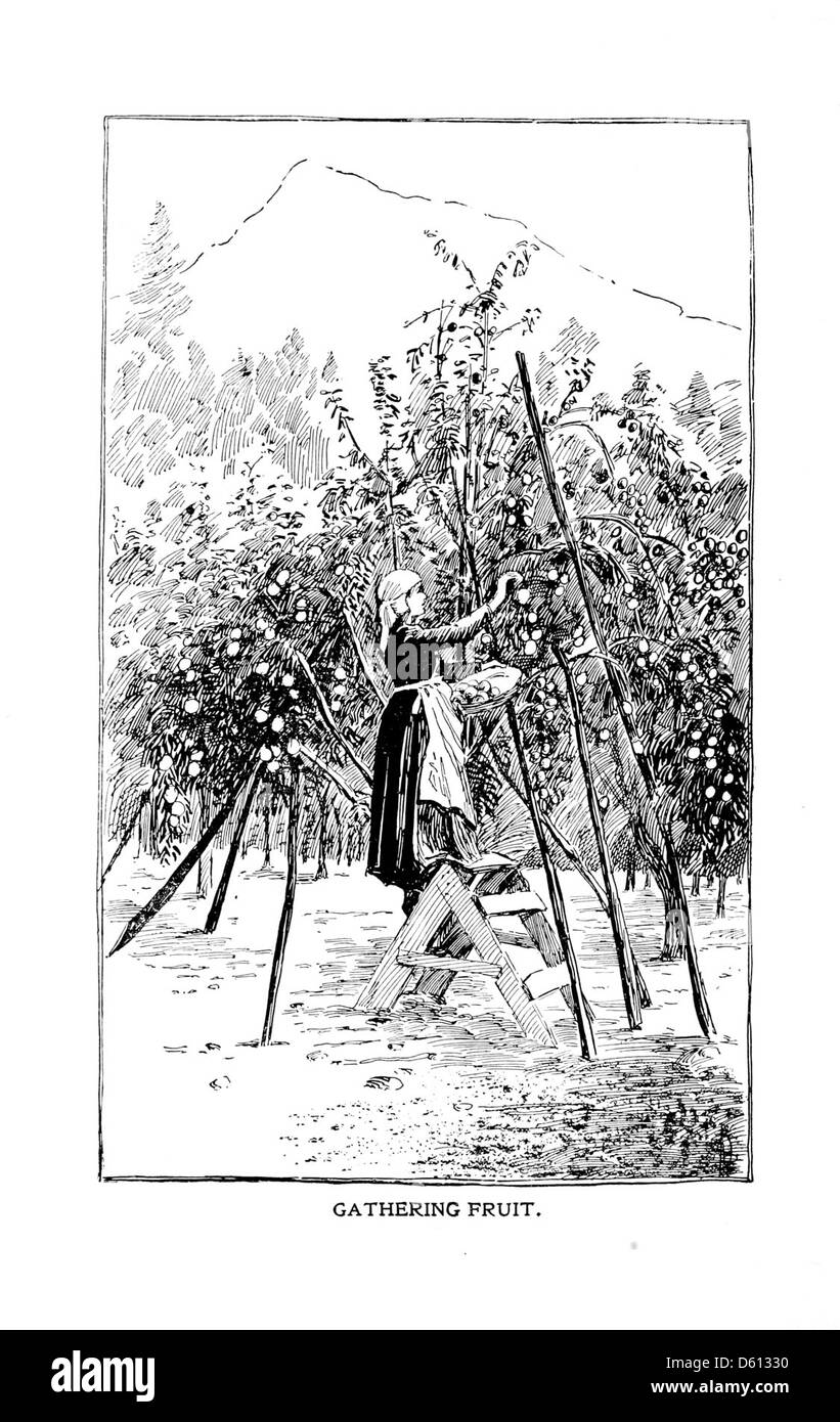 Dieses Foto aus dem Jahr 1899 zeigt eine Szene, in der Obst gesammelt wird und die Bedeutung frischer Zutaten für die Hausmannskost betont wird, wie sie in einem beliebten Kochbuch der damaligen Zeit dargestellt werden. Stockfoto