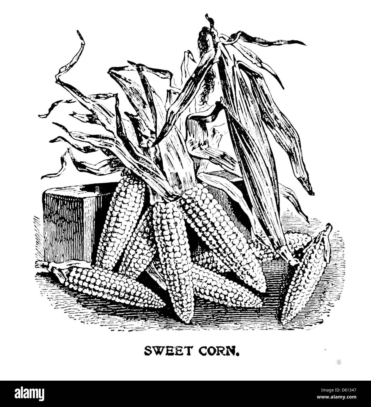 Dieses Bild aus „A Friend in the Kitchen“ (1899) zeigt Zuckermais und hebt eines der vielen Rezepte des Buches hervor, das Hausmannskost und beliebte Gerichte aus dem späten 19. Jahrhundert betont. Stockfoto