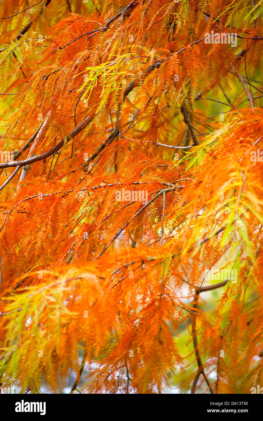 Herbst in Kew Gardens Stockfoto