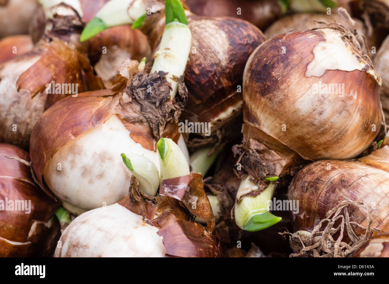 Narzisse Zwiebeln mit grünen Sprossen bereit zu Pflanzen Stockfoto