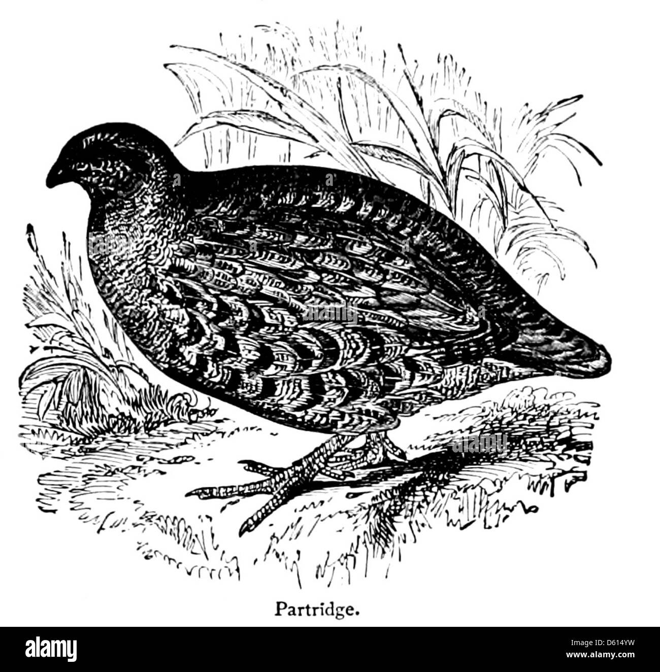 Eine Ausgabe von „A Domestic Cyclopædia of Practical Information“ aus dem Jahr 1878, die nützliche Informationen zu verschiedenen häuslichen Themen enthält, darunter Rebhühner, Wohnleben und Haushaltsführung. Stockfoto